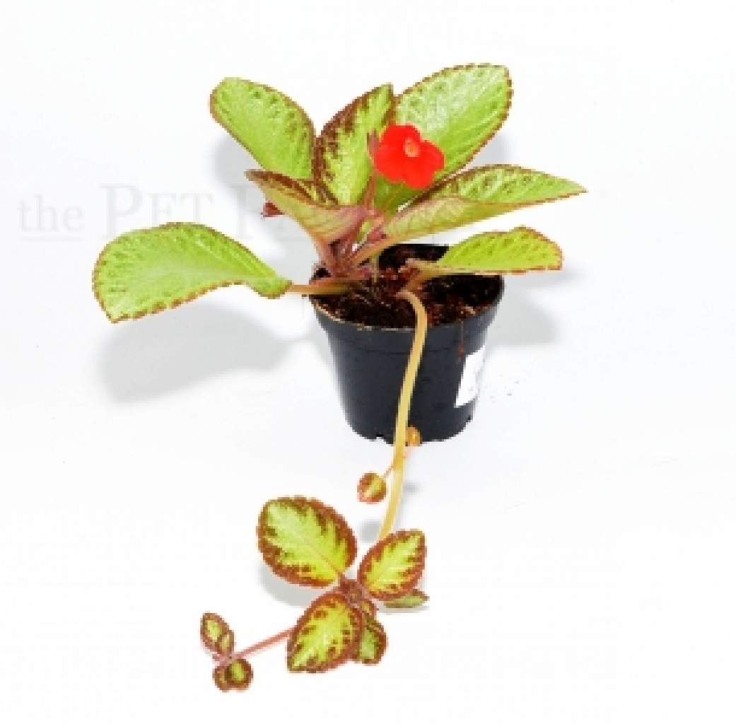 Episcia reptans